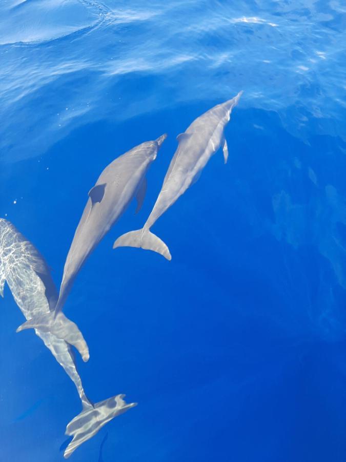 Blue Shark Divers Bunaken Exterior foto