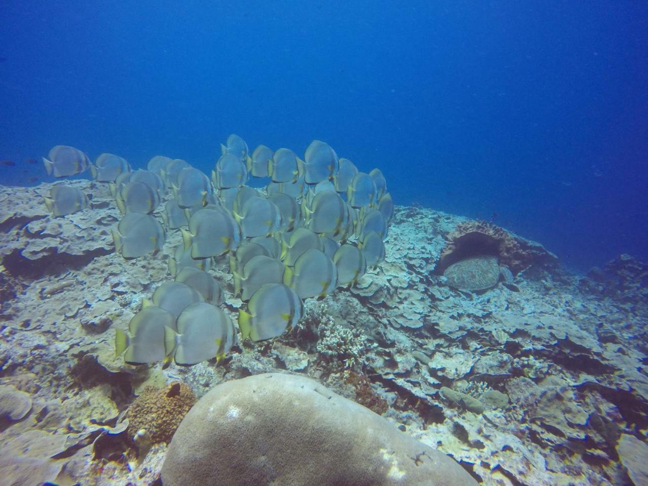 Blue Shark Divers Bunaken Exterior foto